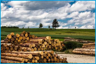 Biotische Schäden - aktive Prävention mittels sauberer Forstwirtschaft